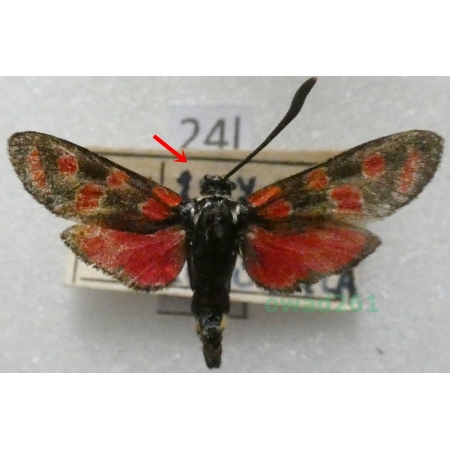 Zygaena carniolica (Scopoli, 1763) Czech24l